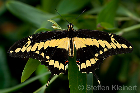 162 Koenigs-Page - Papilio thoas